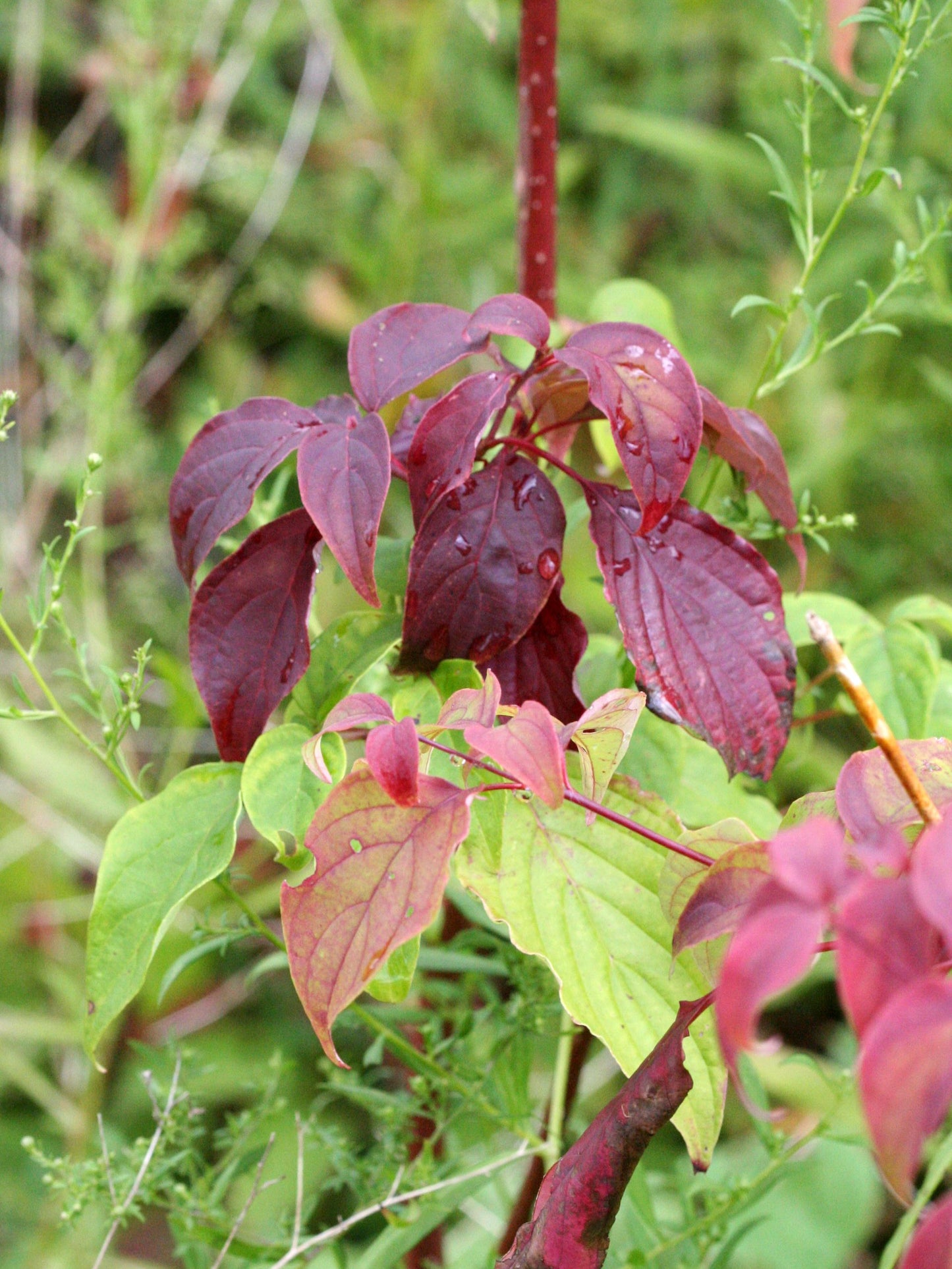 Redtwig Dogwood (Cornus sericea)