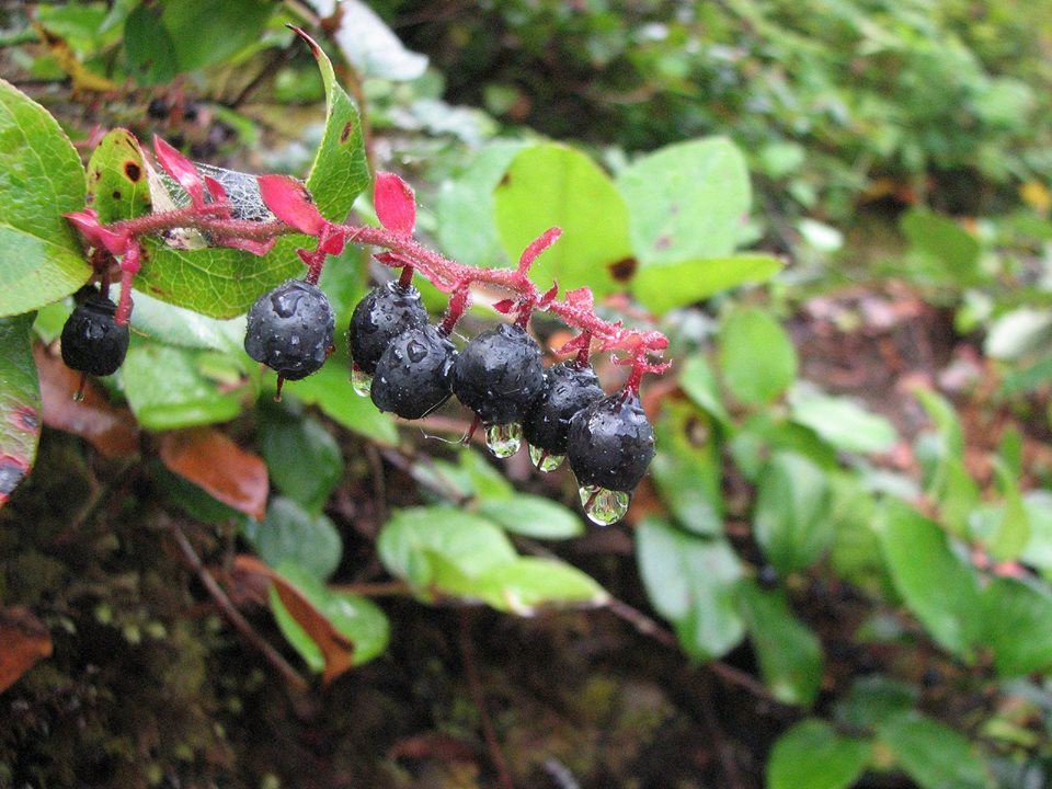 Salal (Gaultheria shallon)