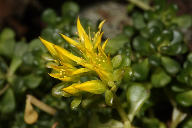 Oregon Stonecrop (Sedum oreganum)
