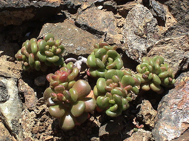Oregon Stonecrop (Sedum oreganum)