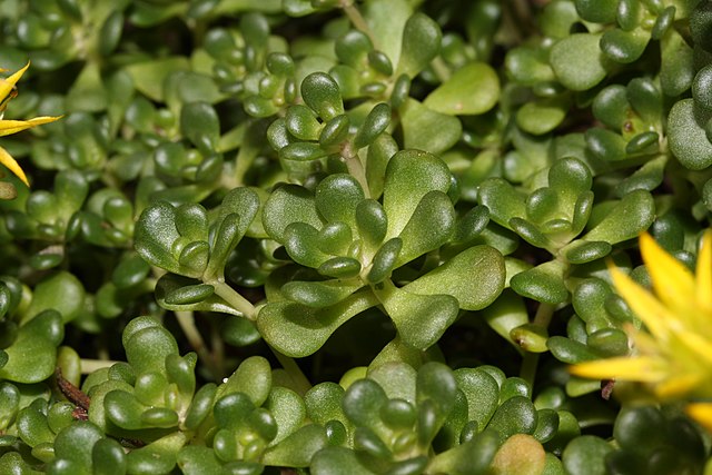Oregon Stonecrop (Sedum oreganum)