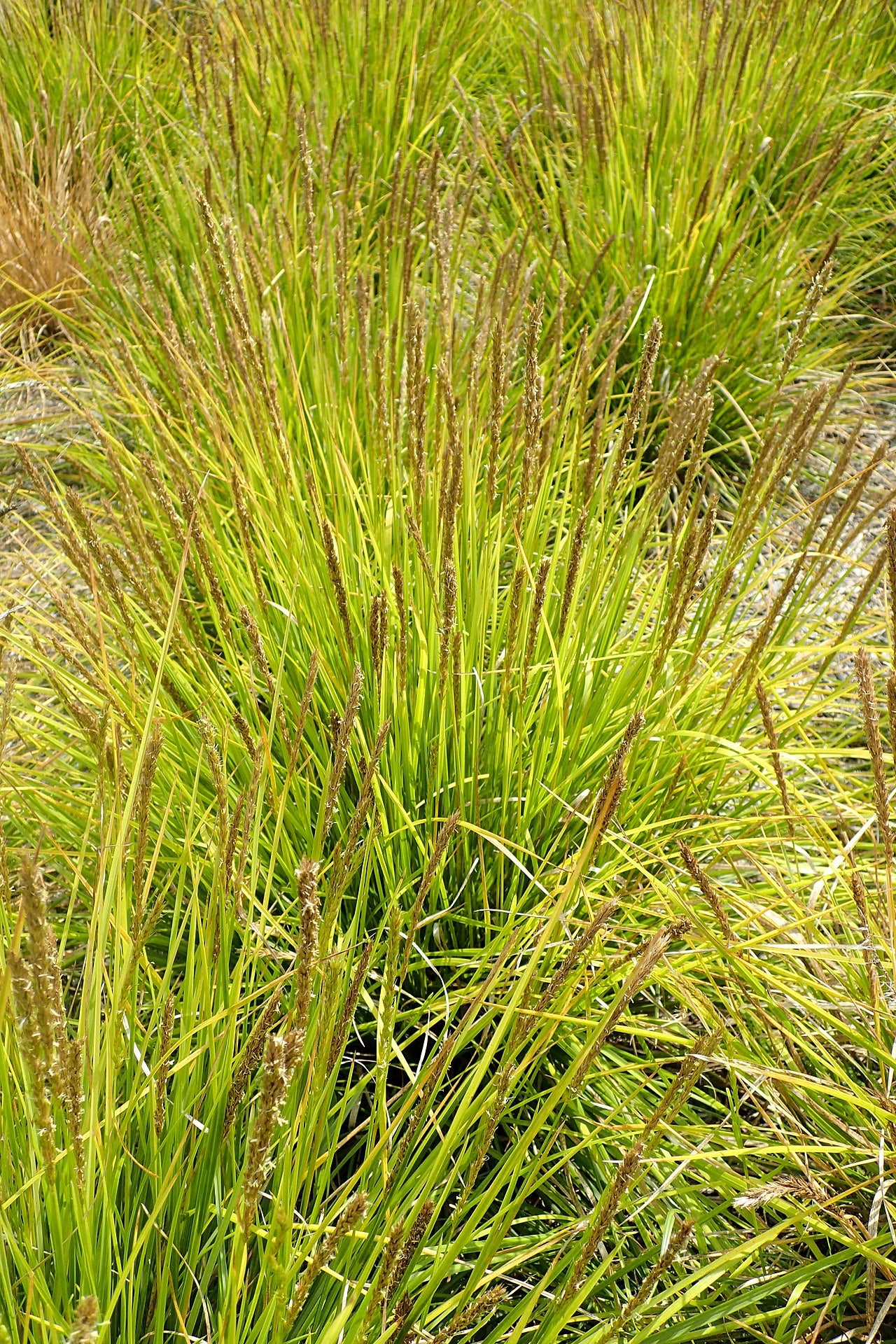 Autumn Moor Grass (Sesleria autumnalis)