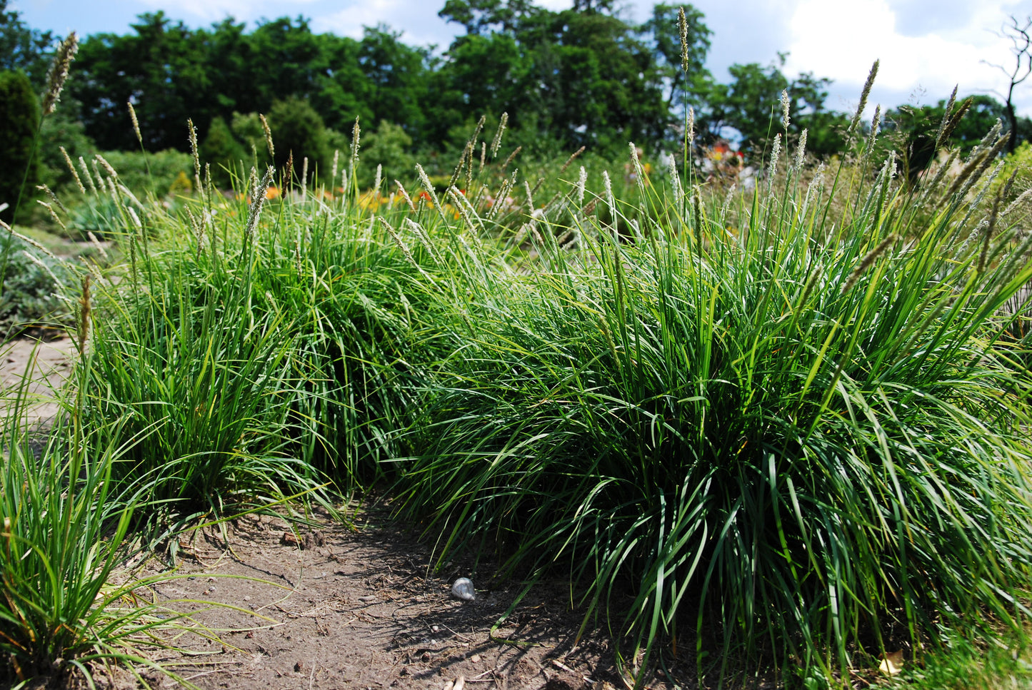 Autumn Moor Grass (Sesleria autumnalis)