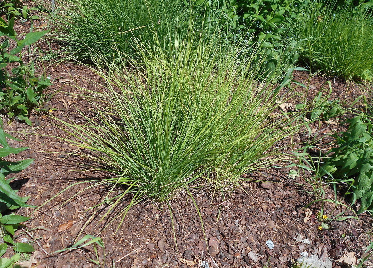 Autumn Moor Grass (Sesleria autumnalis)