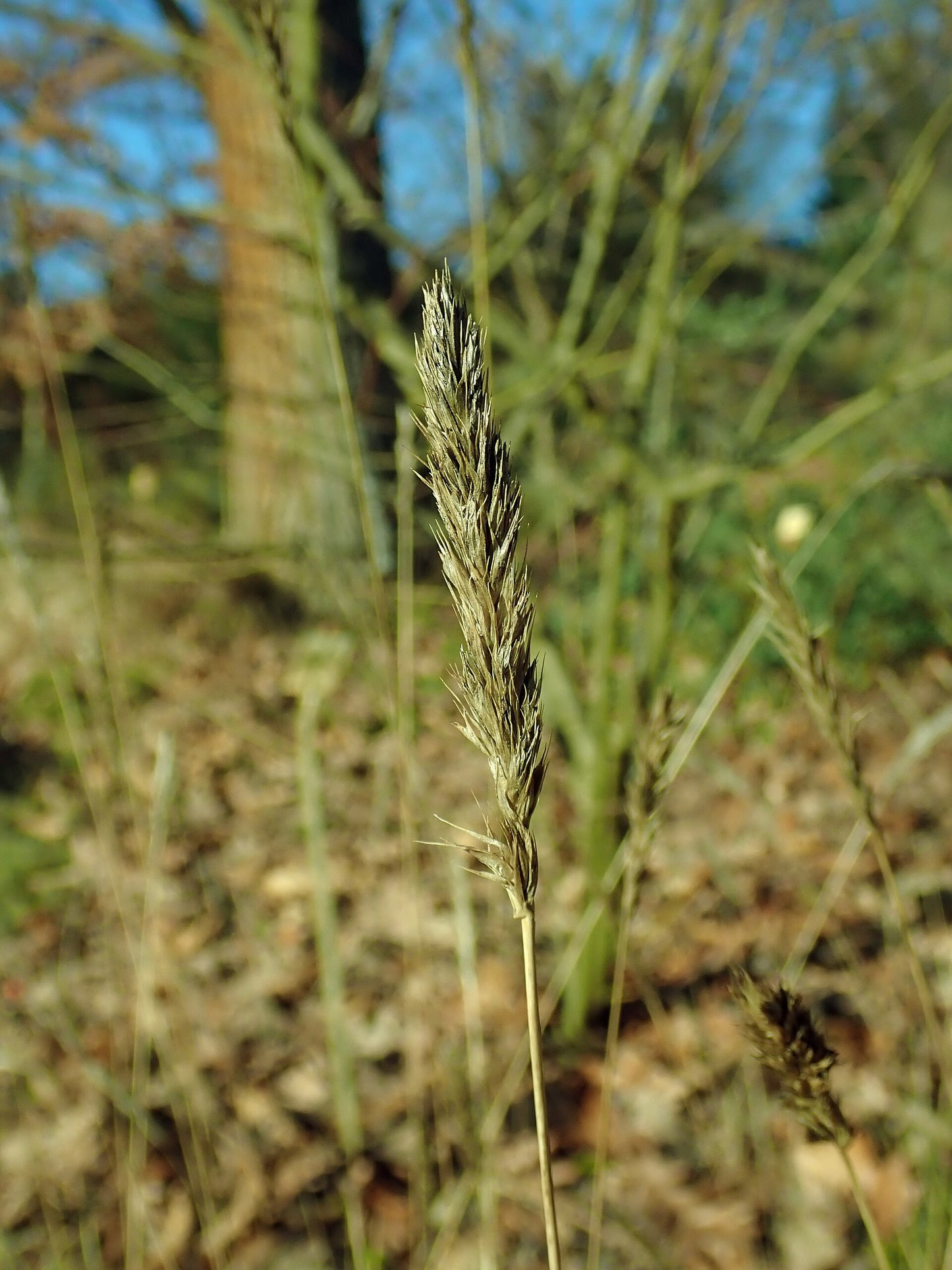 Autumn Moor Grass (Sesleria autumnalis)