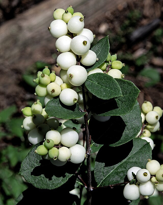 Snowberry (Symphoricarpos albus)