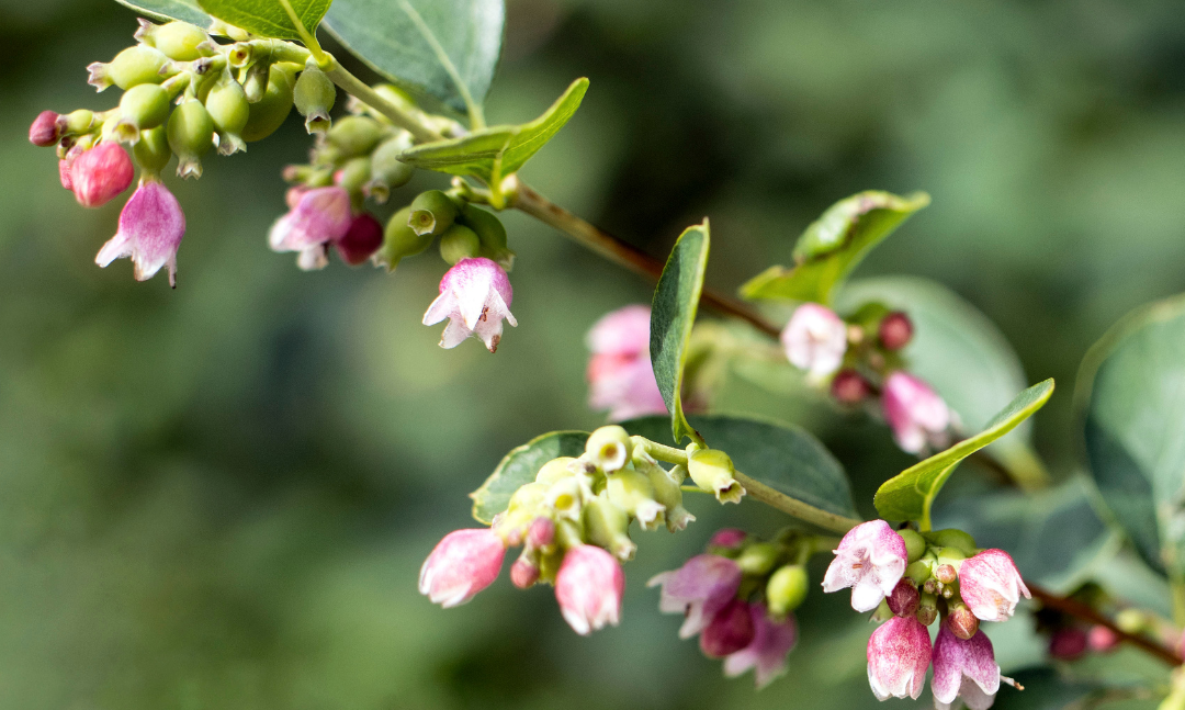 Snowberry (Symphoricarpos albus)
