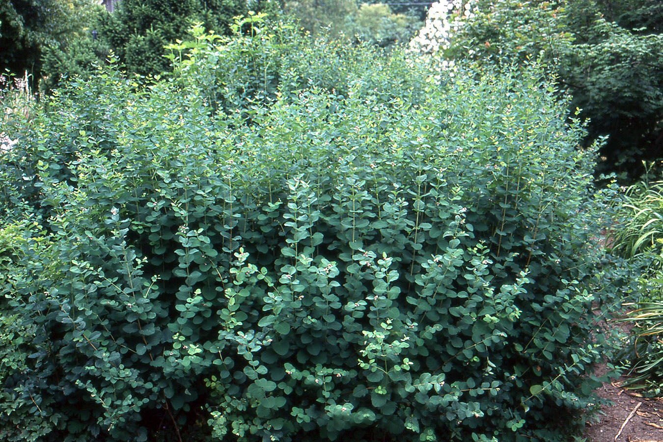 Snowberry (Symphoricarpos albus)