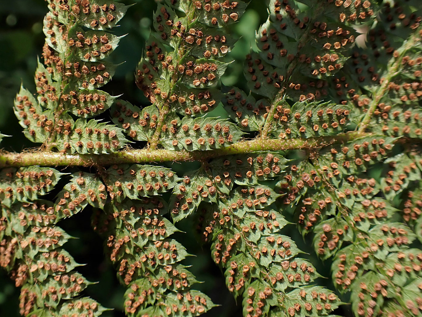Soft Shield Fern (Polystichum setiferum)