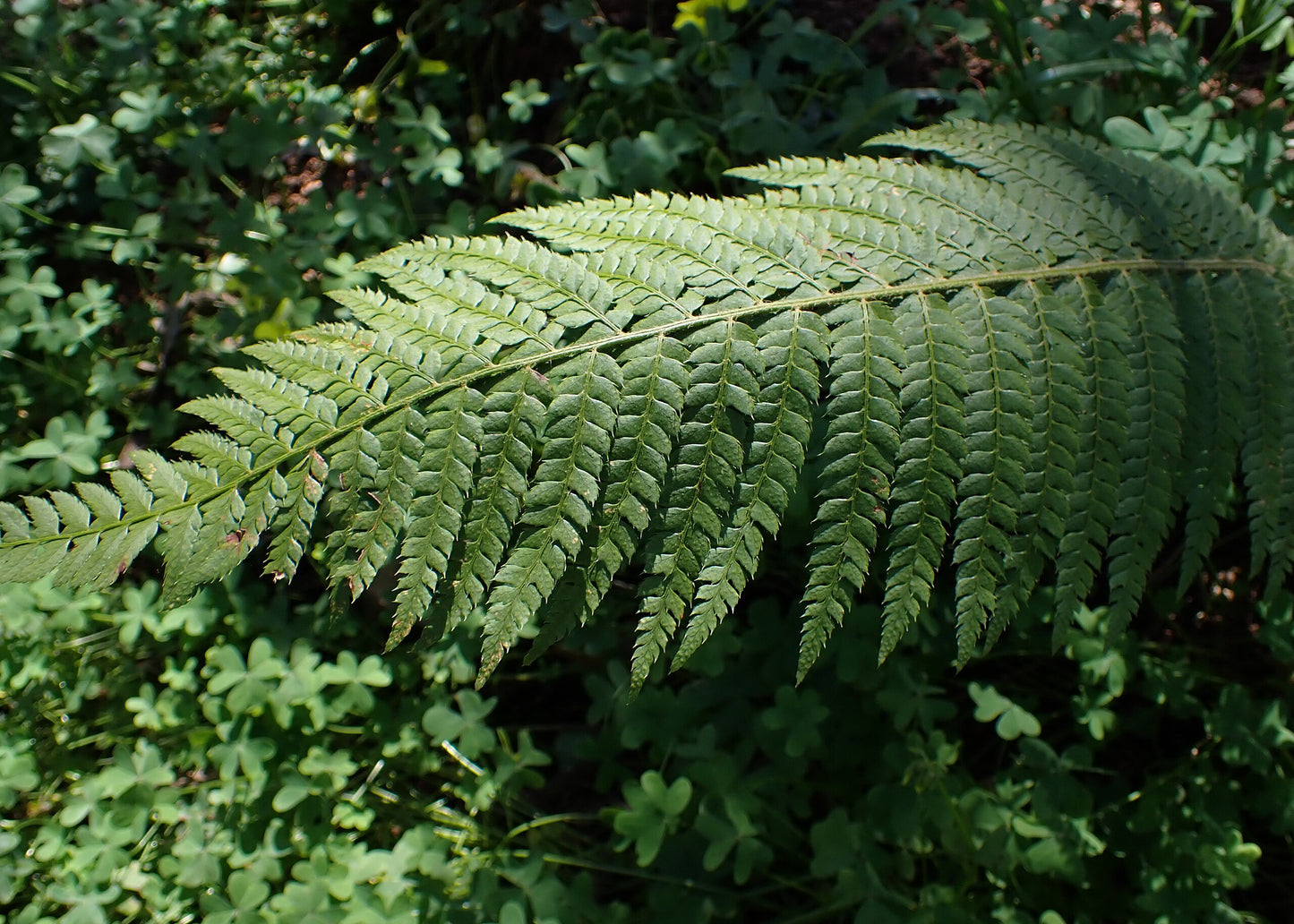 Soft Shield Fern (Polystichum setiferum)