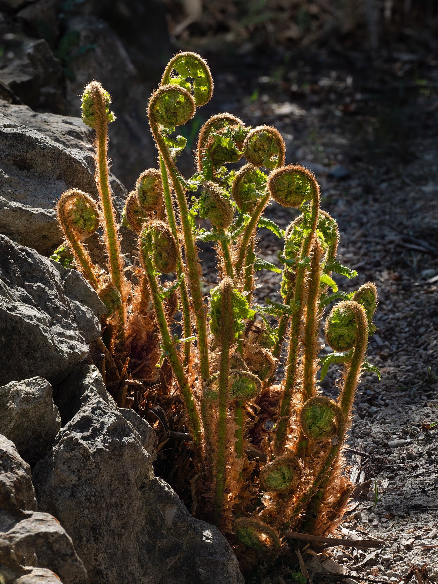 Soft Shield Fern (Polystichum setiferum)