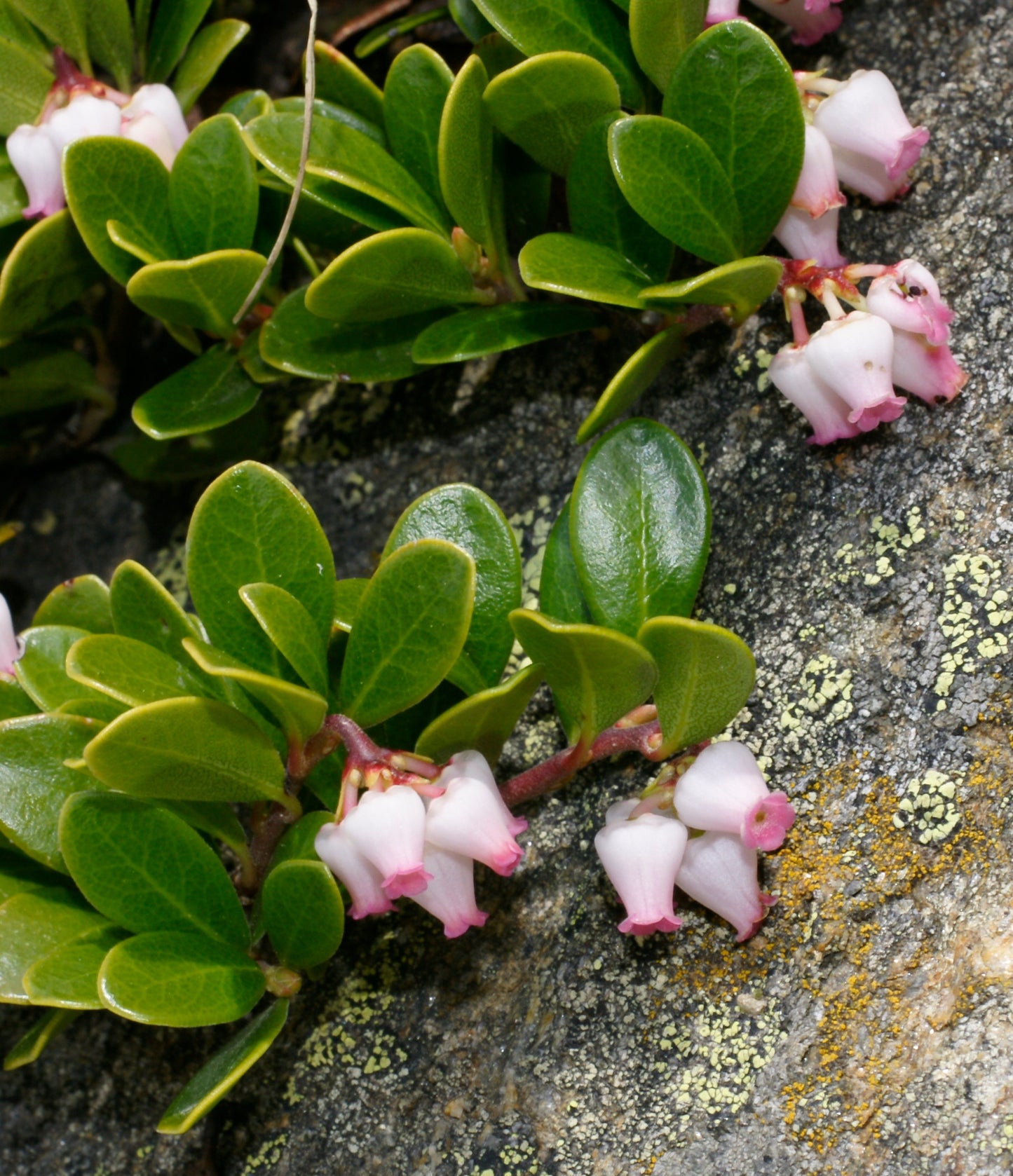 Kinnikinnick (Arctostaphylos uva-ursi)