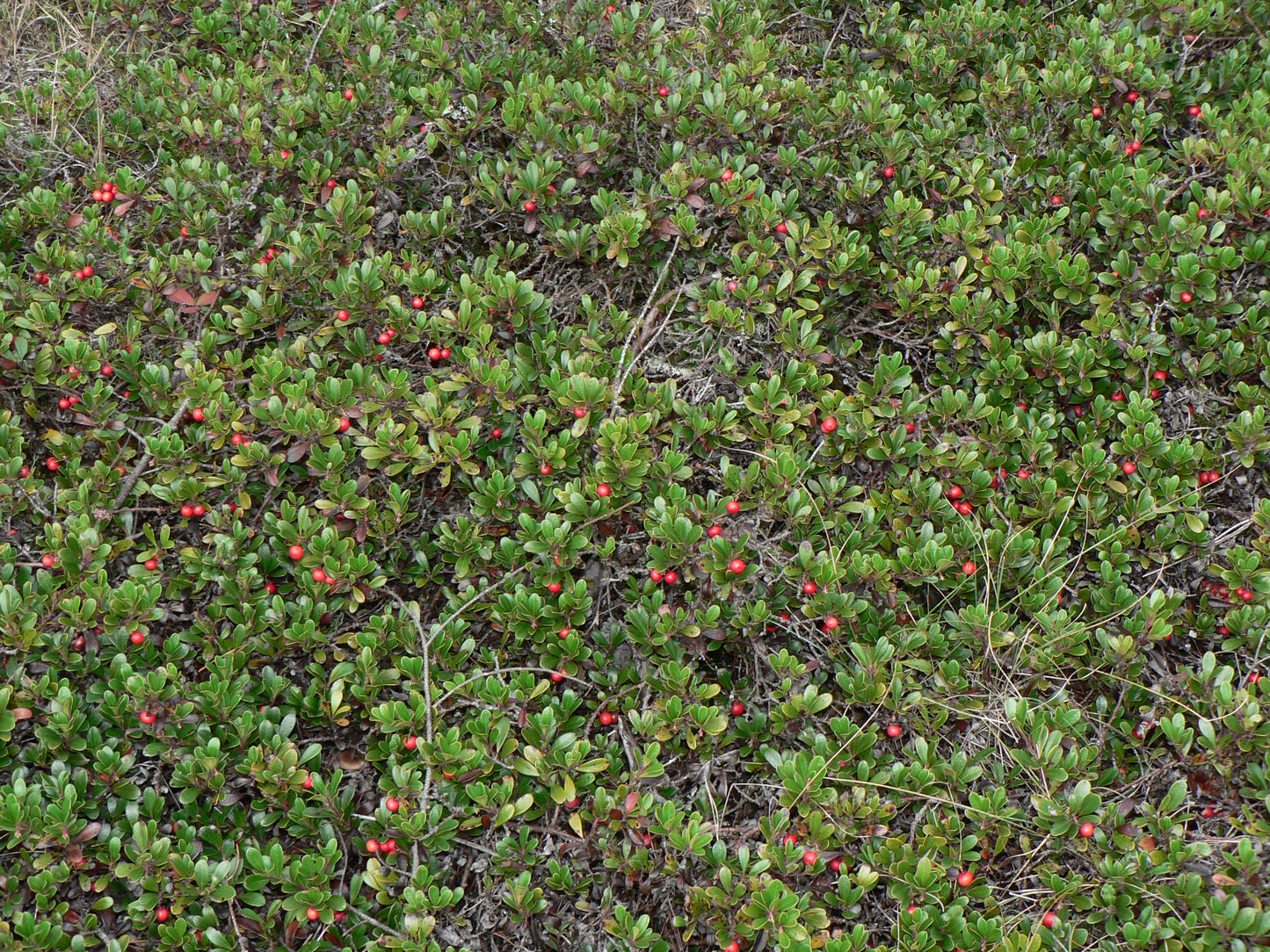 Kinnikinnick (Arctostaphylos uva-ursi)
