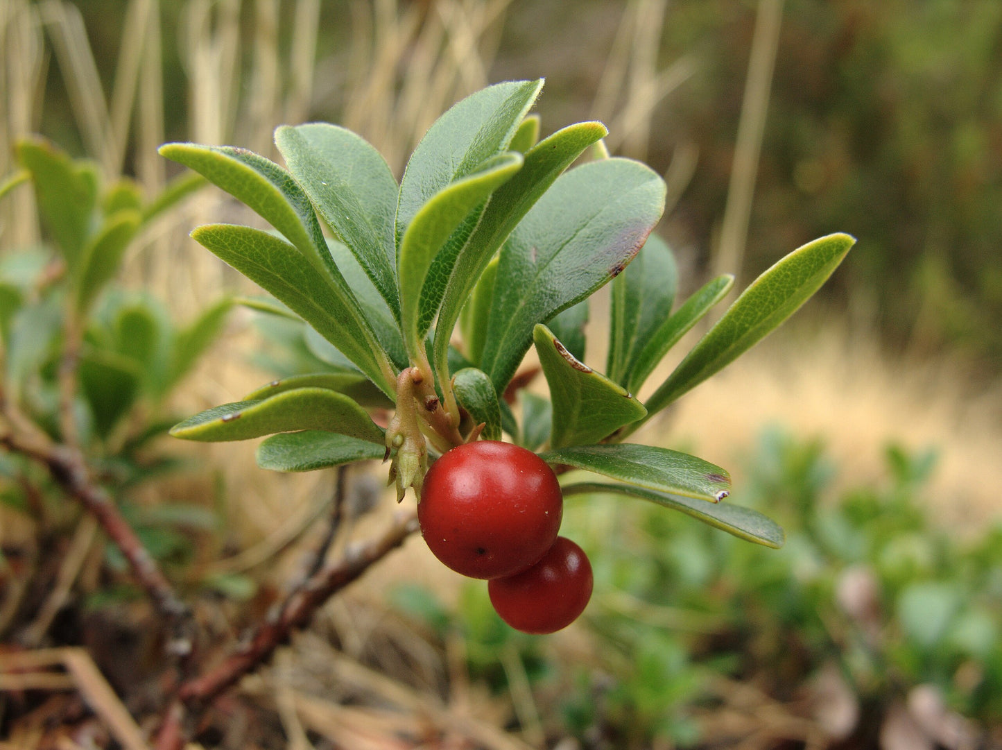Kinnikinnick (Arctostaphylos uva-ursi)