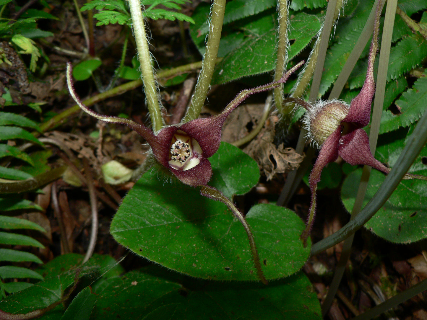Western Wild Ginger (Asarum caudatum)