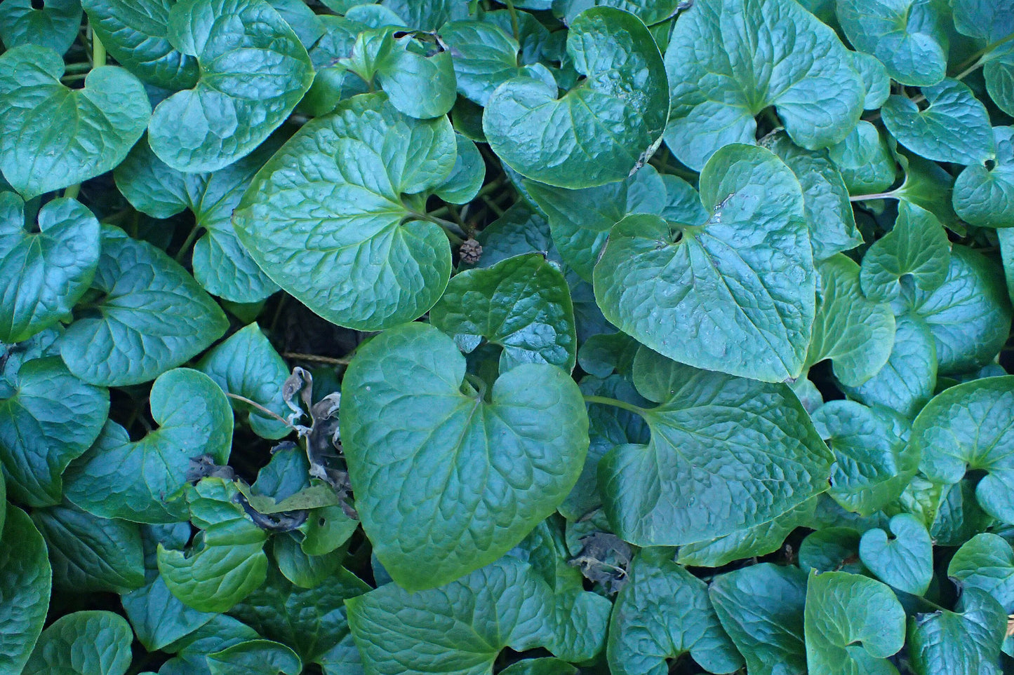 Western Wild Ginger (Asarum caudatum)