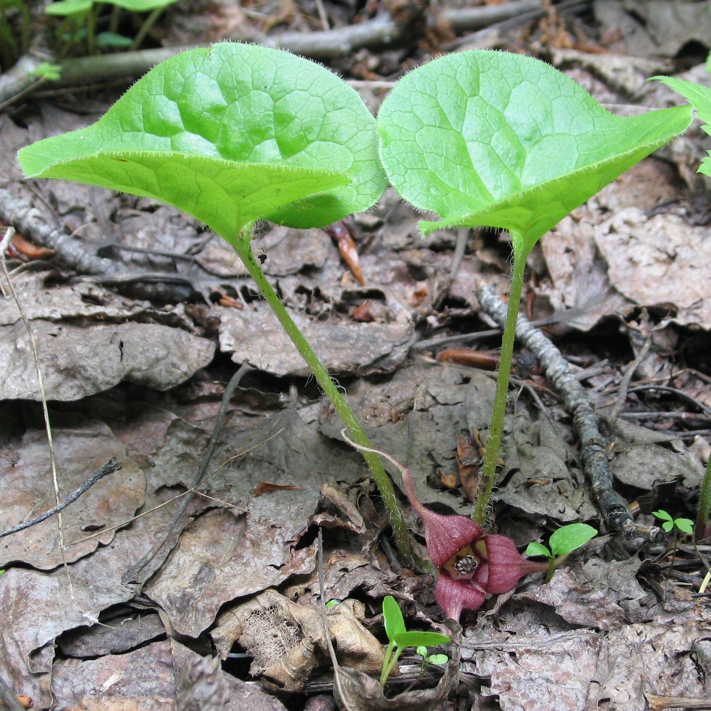 Western Wild Ginger (Asarum caudatum)