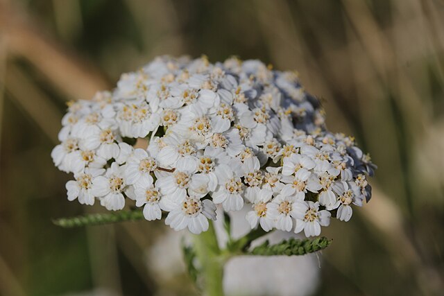 Yarrow (Achillea millefolium)