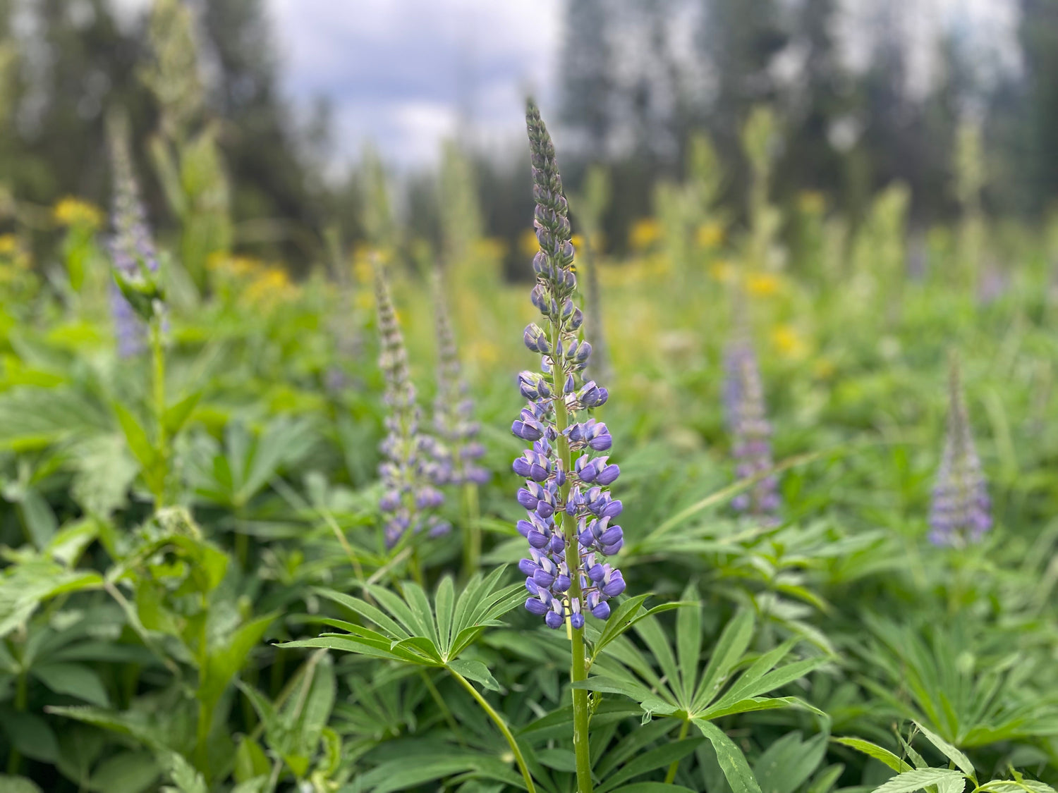 Native Plants