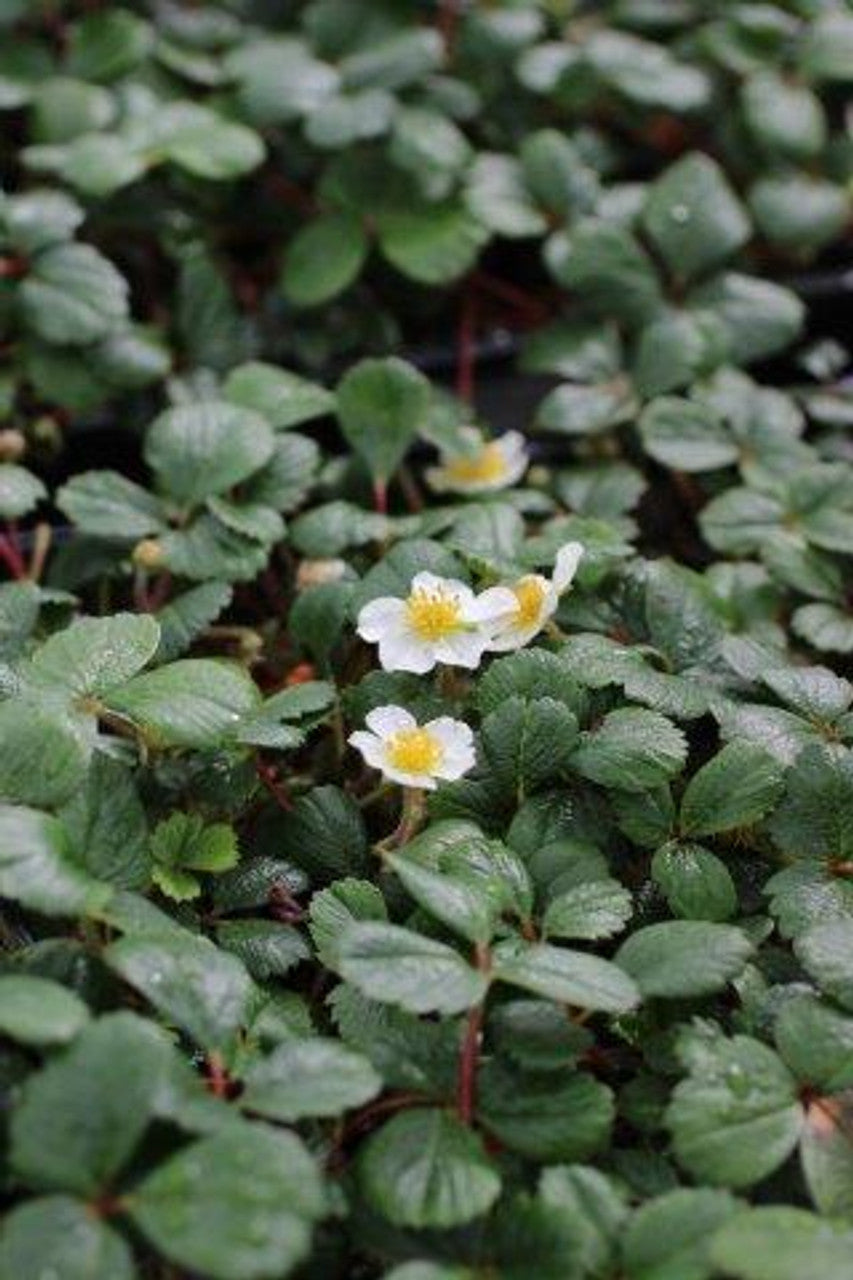 Strawberry (Fragraria)