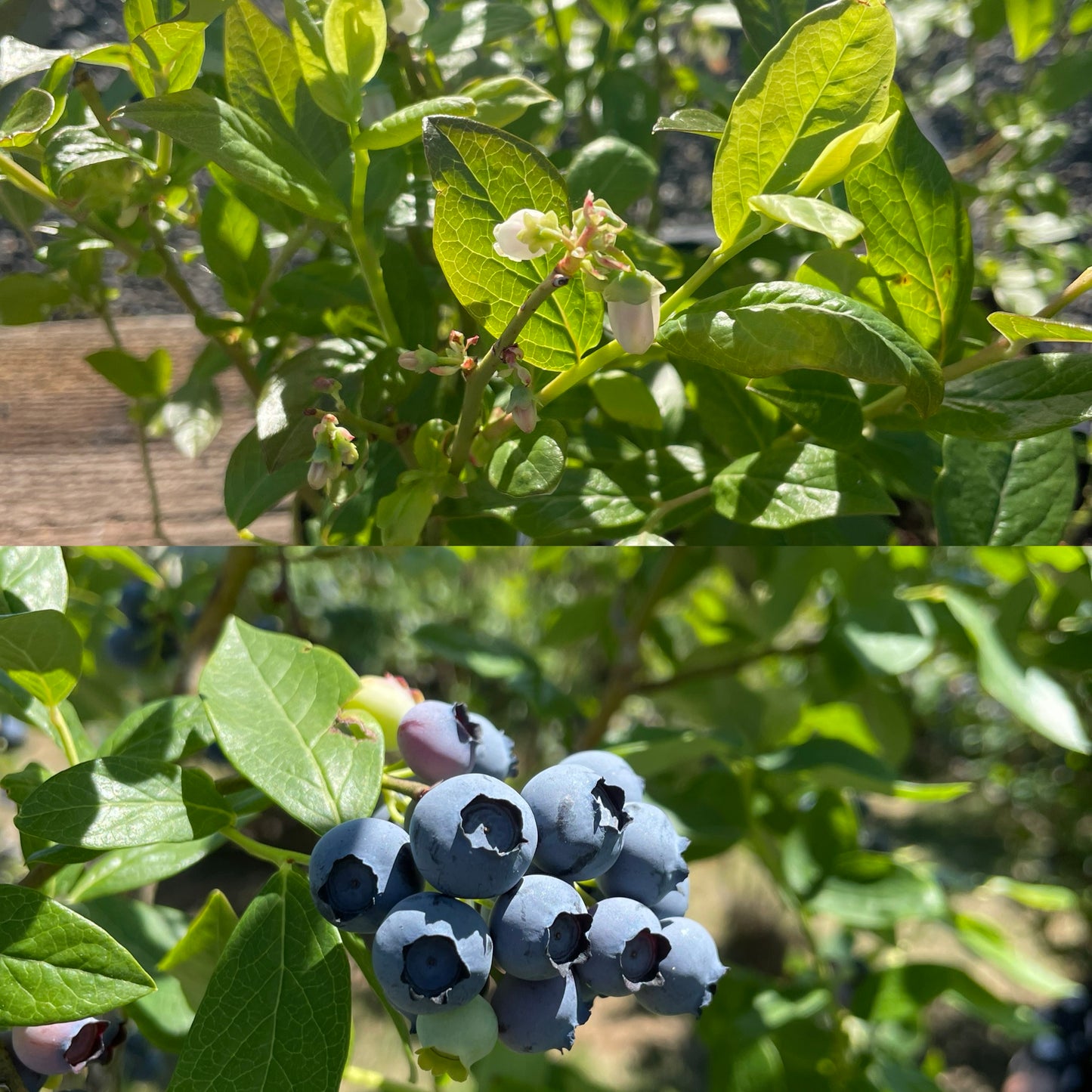 Blueberry (Vaccineum corymbosum)