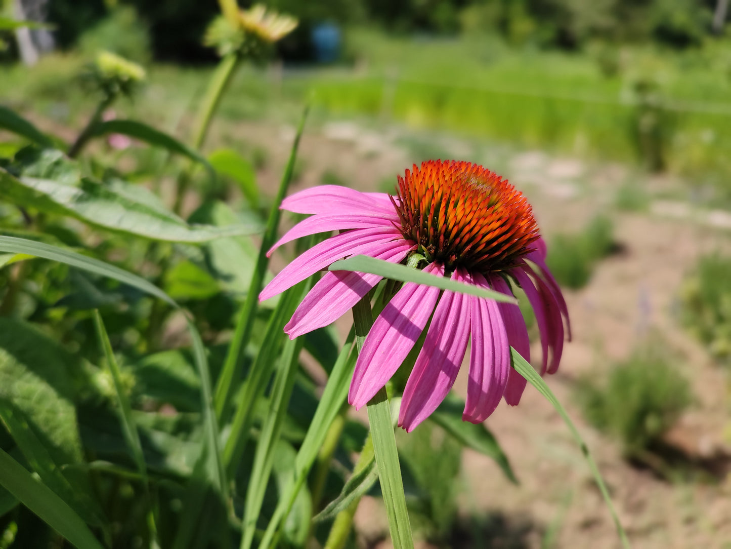 Purple Coneflower (Echinacea purpurea)