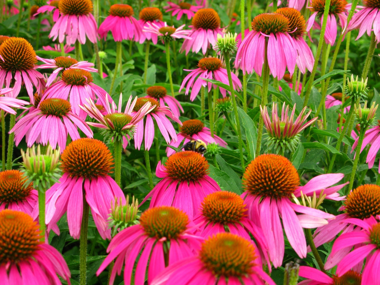 Purple Coneflower (Echinacea purpurea)
