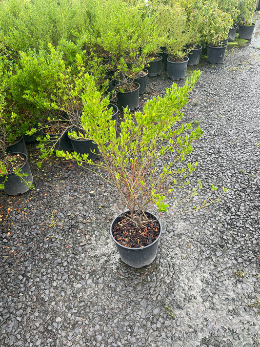 Ceanothus (Ceanothus victoria )