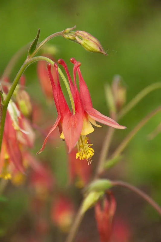 Western Columbine (Aquilegia formosa)