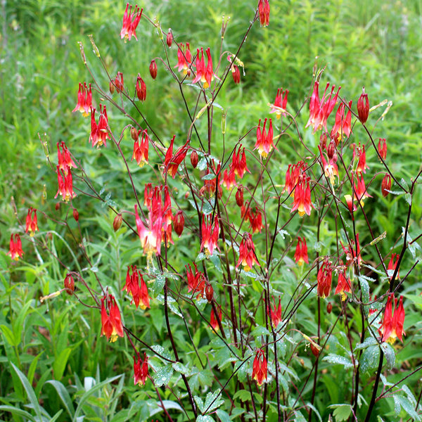 Western Columbine (Aquilegia formosa)