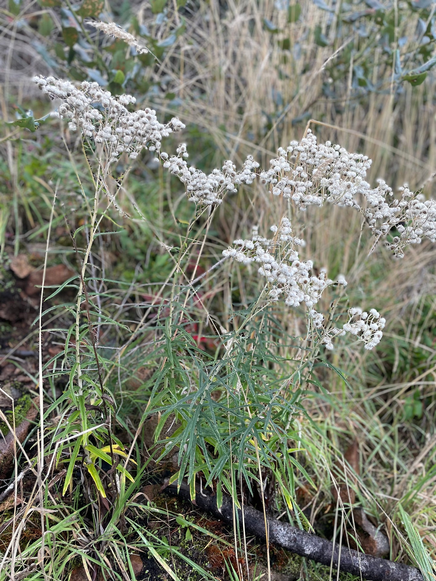 Pearly Everlasting (Anaphalis margaritacea)