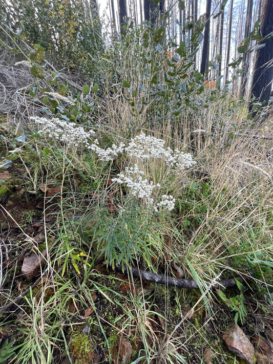 Pearly Everlasting (Anaphalis margaritacea)