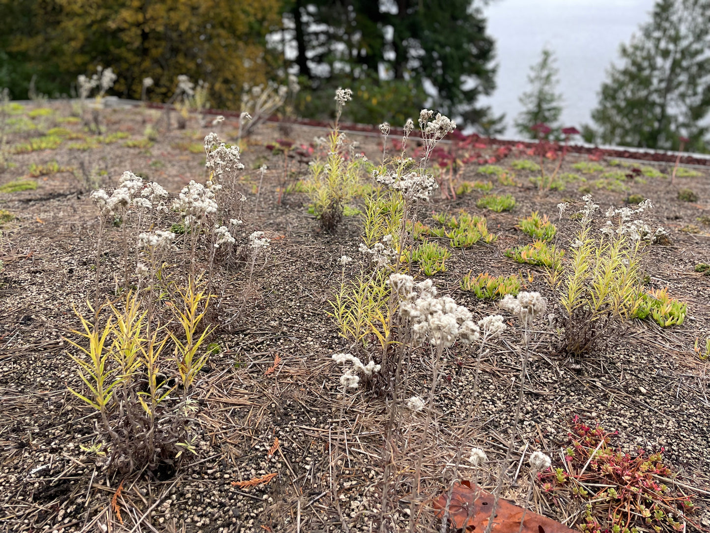 Pearly Everlasting (Anaphalis margaritacea)