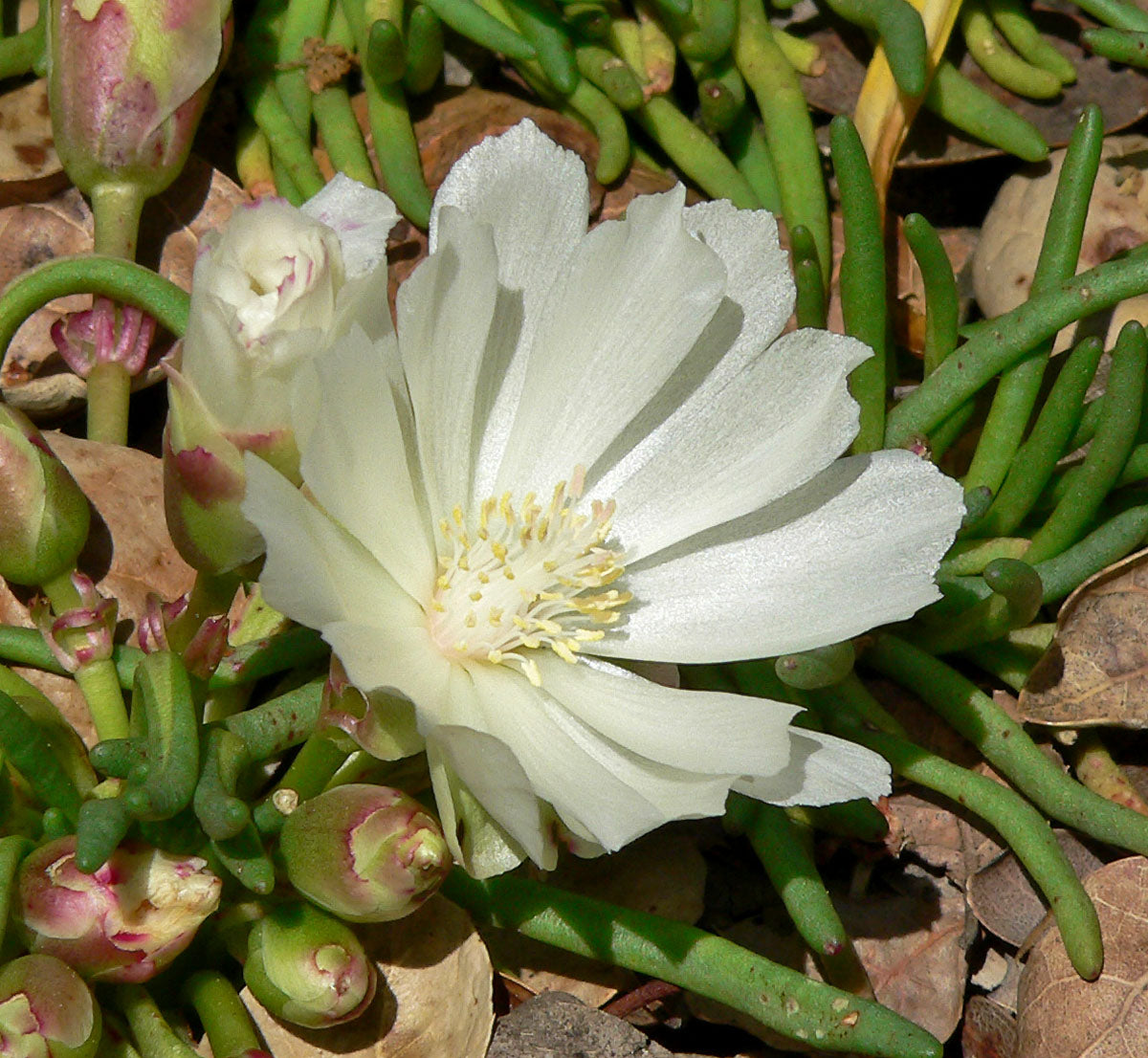 Bitterroot (Lewisia rediviva)