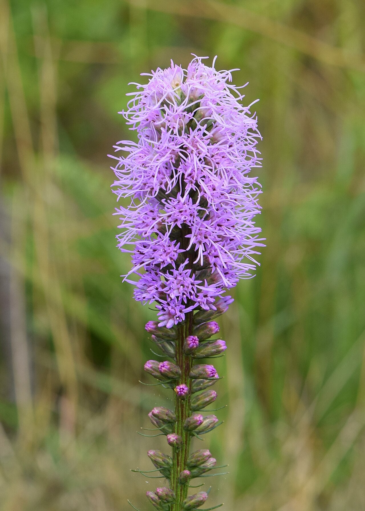 (Liatris spicata)