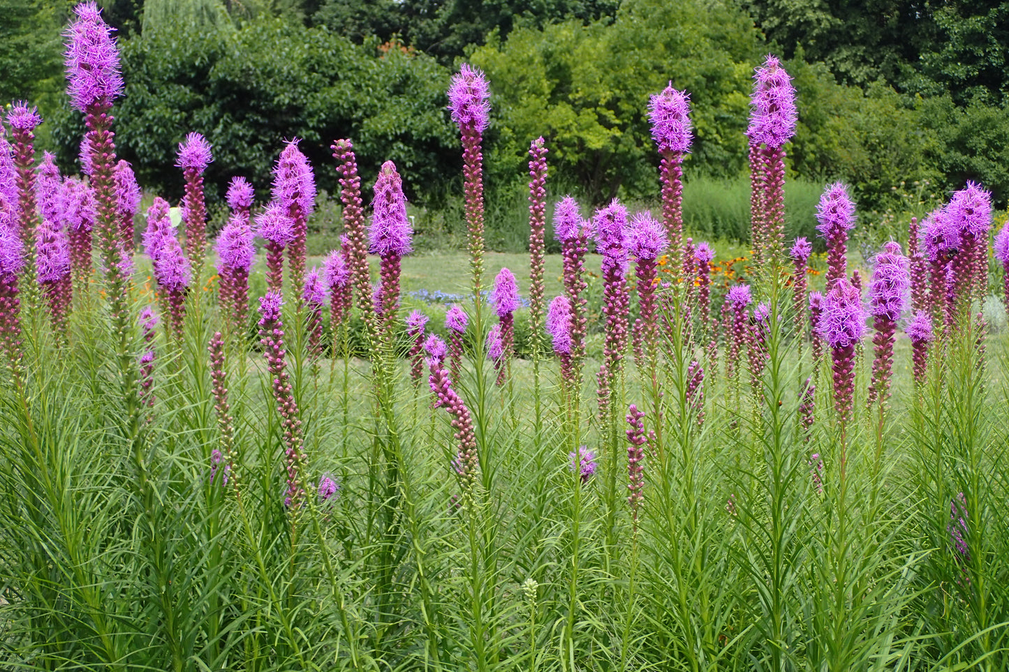 (Liatris spicata)