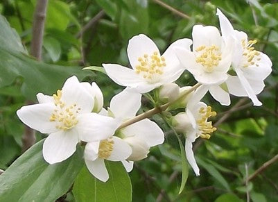 Mock Orange (Philadelphus lewisii)