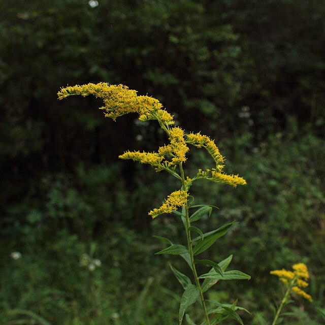 Goldenrod (Solidago canadensis)