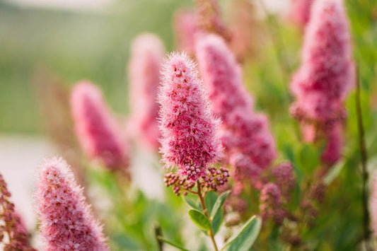 Douglas' Spirea - Spirea douglasii