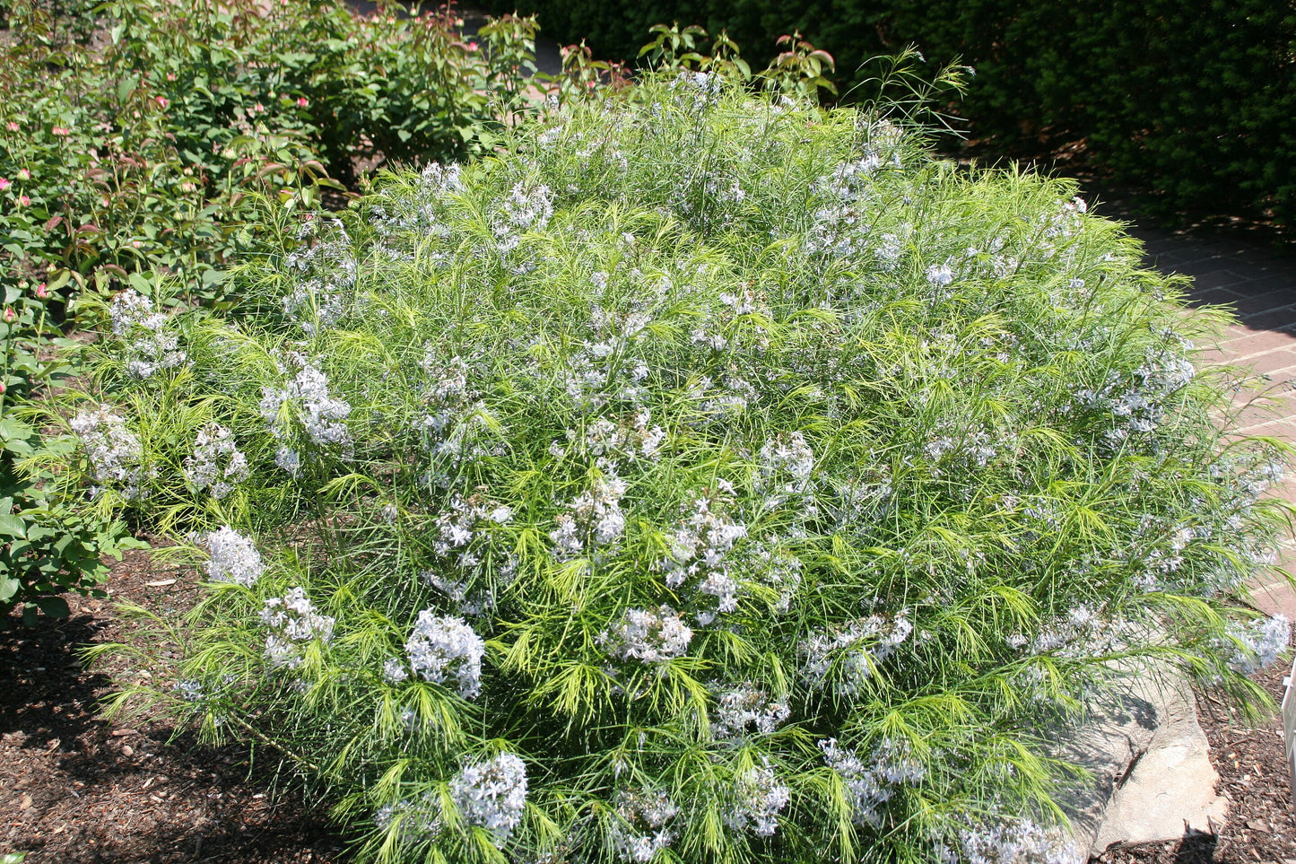 Narrowleaf Bluestar (Amsonia hubrichtii)