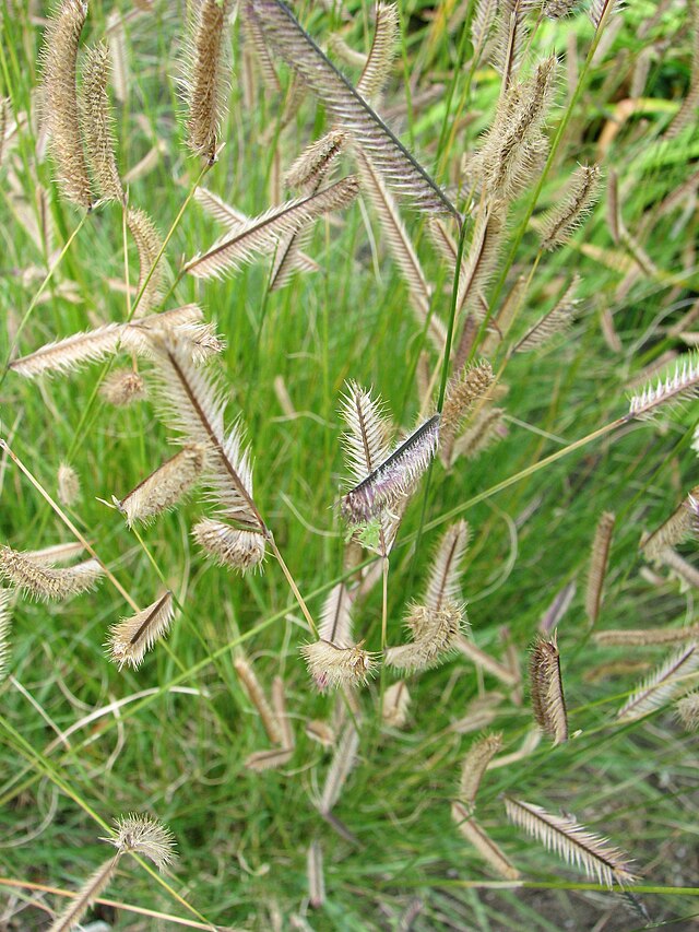 Blue Grama Grass  (Bouteloua gracilis)