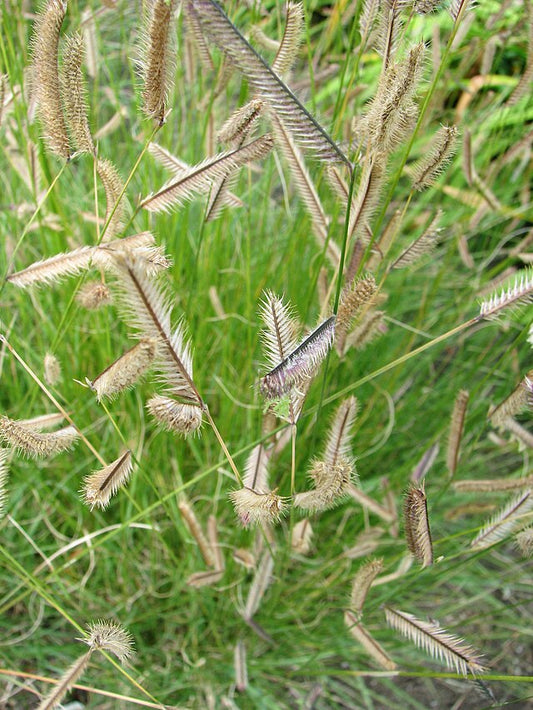 Blue Grama Grass  (Bouteloua gracilis)