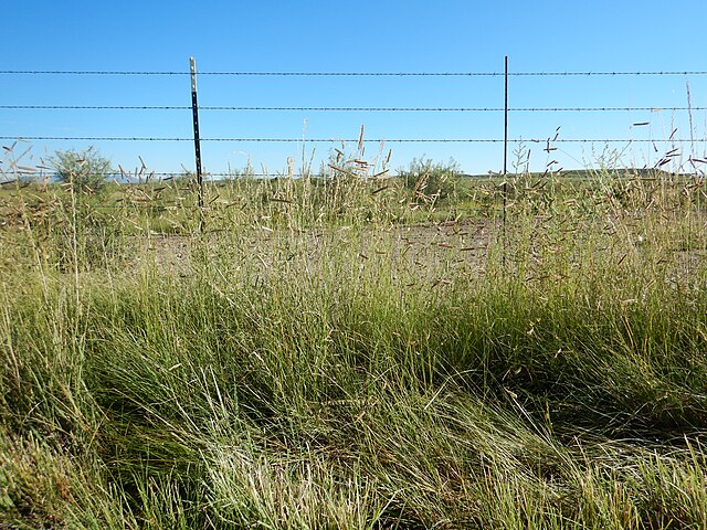 Blue Grama Grass  (Bouteloua gracilis)