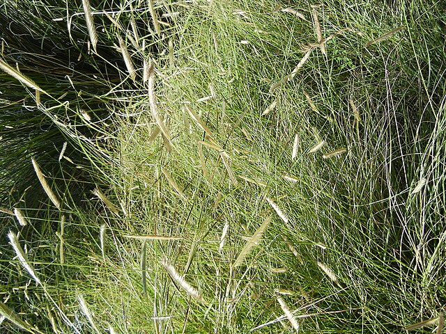 Blue Grama Grass  (Bouteloua gracilis)