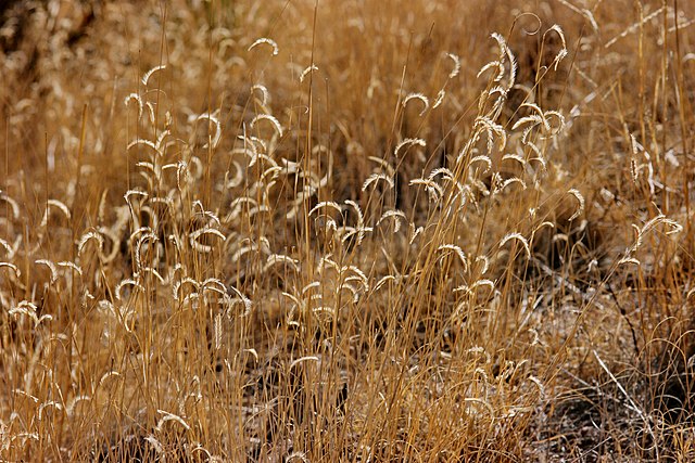 Blue Grama Grass  (Bouteloua gracilis)