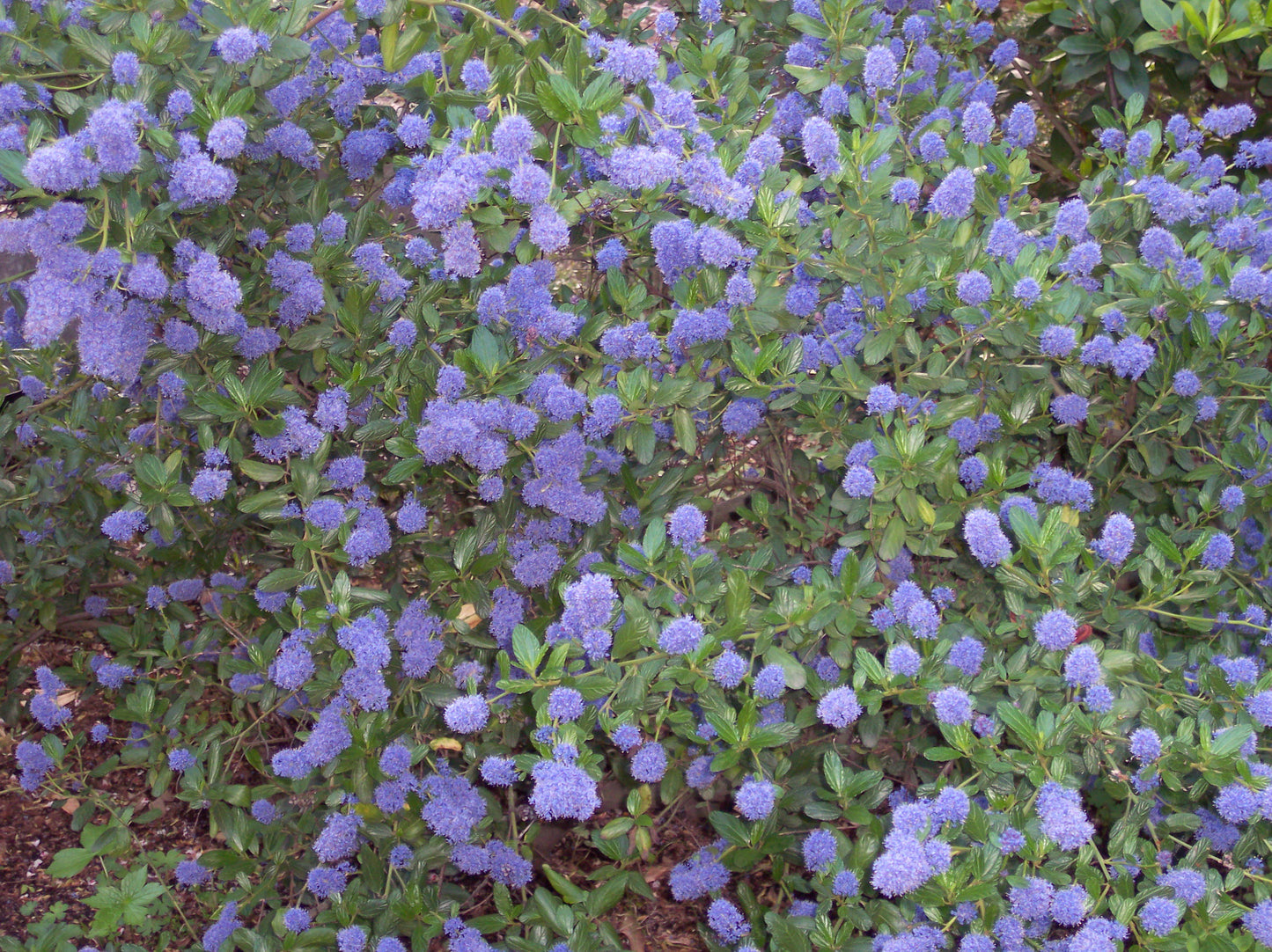 California Lilac (Ceanothus thyrsiflorus)