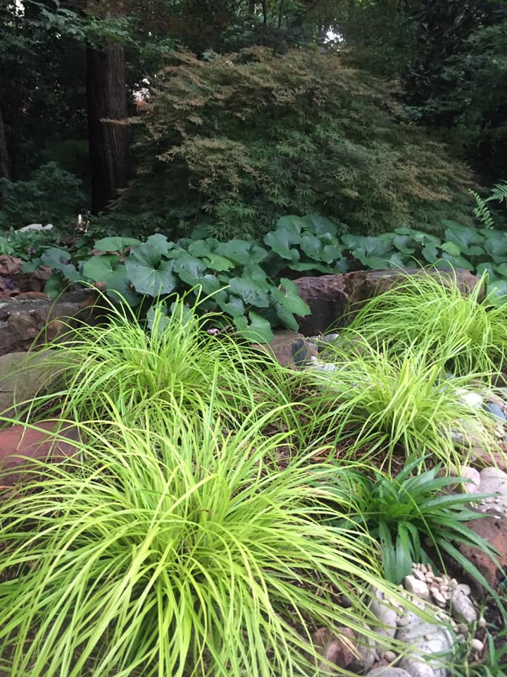 Japanese Sedge 'everillo' (Carex oshimensis)