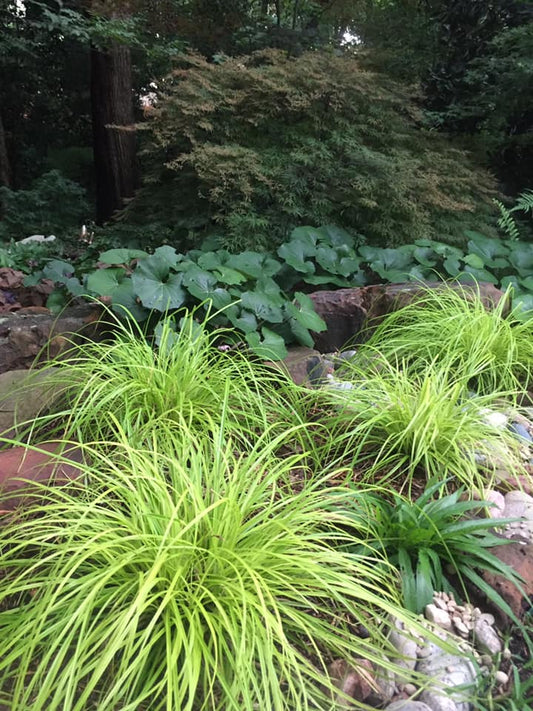Japanese Sedge 'everillo' (Carex oshimensis)