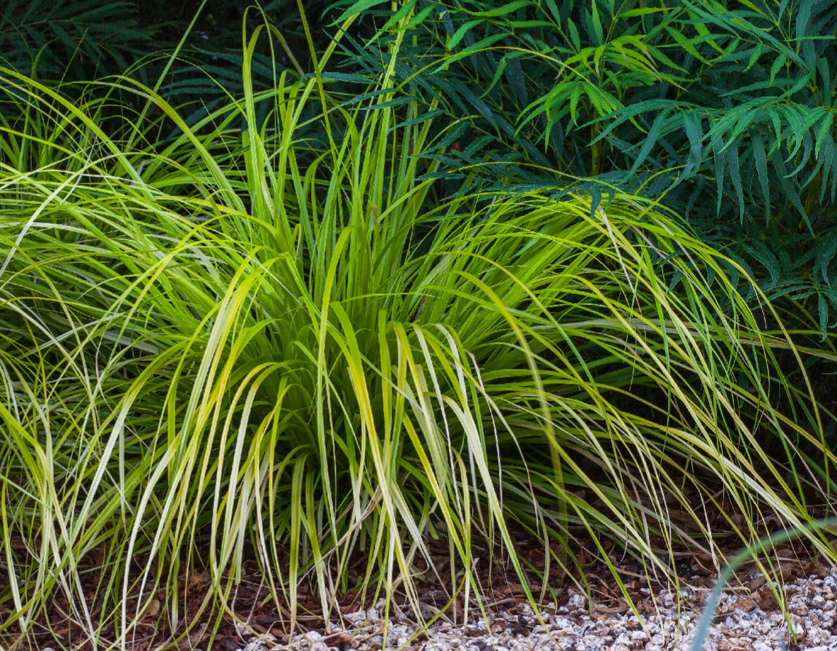 Japanese Sedge 'everillo' (Carex oshimensis)