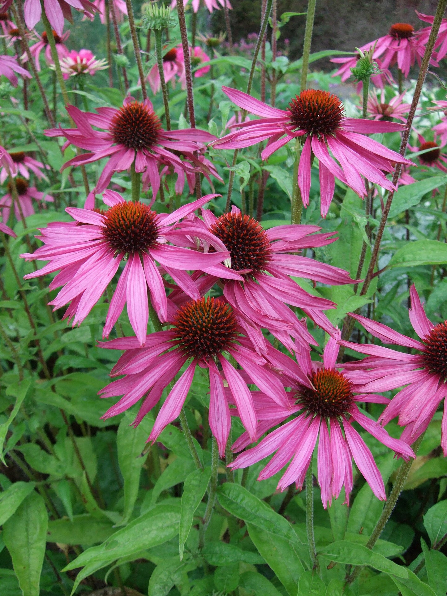 Purple Coneflower (Echinacea purpurea)
